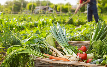 Agricultores revisando sus cultivos